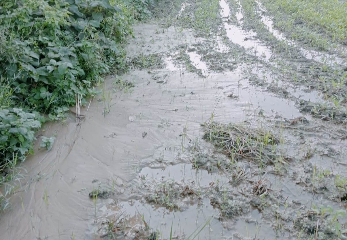 Crops damage.jpg